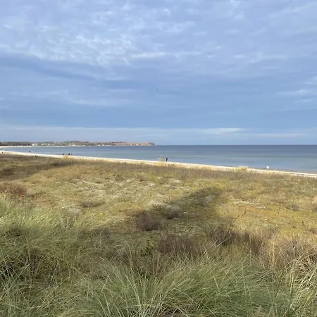 Strandflieder 208 *